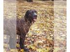 Mastiff DOG FOR ADOPTION RGADN-1095614 - LOUIE - Mastiff Dog For Adoption