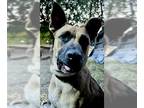 Black Mouth Cur-German Shepherd Dog Mix DOG FOR ADOPTION RGADN-1096356 - BONNIE