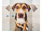 Labrador Retriever Mix DOG FOR ADOPTION RGADN-1097186 - Merida - Wonderful