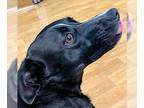 Labrador Retriever-Pembroke Welsh Corgi Mix DOG FOR ADOPTION RGADN-1098638 -