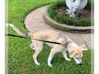 Huskies -Labrador Retriever Mix DOG FOR ADOPTION RGADN-1100213 - Apollo - Husky
