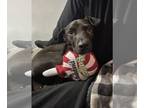 Labrador Retriever Mix DOG FOR ADOPTION RGADN-1104073 - Omari (TX) - Labrador