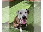 American Pit Bull Terrier Mix DOG FOR ADOPTION RGADN-1104359 - *JAX - Pit Bull