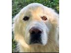 Adopt Reyna a Great Pyrenees