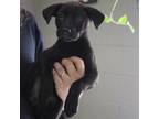 Adopt Violet a Black Labrador Retriever