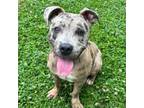 Adopt Lizzie a Pit Bull Terrier