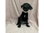 Adopt (Found) Missy a Labrador Retriever, Terrier