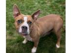 Adopt ITSY a Pit Bull Terrier, Mixed Breed