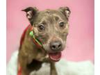 Adopt GIA* a Pit Bull Terrier