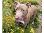 Adopt LIV* a Pit Bull Terrier, Mixed Breed