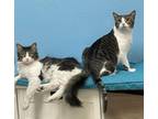 Adopt Scruffy & Pickles McMuffin BONDED PAIR a Tabby, Domestic Long Hair