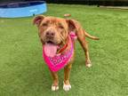 Adopt REBA RED a Pit Bull Terrier, Mixed Breed