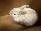 Adopt CREAM a Bunny Rabbit