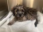 Adopt DEBBIE a Yorkshire Terrier, Mixed Breed