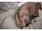 Adopt Bailey a Beagle, Mixed Breed