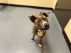 Adopt ANASTASIA a Pit Bull Terrier, Mixed Breed