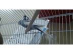 Adopt KIWI a Parakeet (Other)