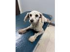 Adopt Ivy a Poodle