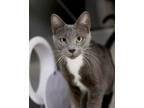 Adopt Olympic a Domestic Short Hair