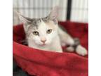 Adopt Steamboat a Domestic Short Hair