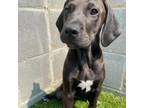 Adopt Promise a Black Labrador Retriever, Plott Hound