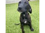Adopt Paizley a Black Labrador Retriever, Plott Hound
