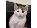 Adopt Woodsy a Domestic Short Hair