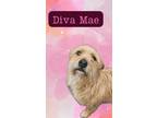 Adopt Diva Mae a Terrier, Mixed Breed