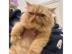 Adopt Archie 9202 a Domestic Long Hair