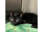 Adopt Jelly 6710 a Domestic Short Hair