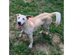 Adopt Avery 7930 a Mixed Breed