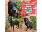 Adopt 2024-05-226 *Bella* a Rottweiler