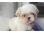 Shih Tzu Puppy for sale in Wilkes Barre, PA, USA