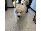 Adopt Lilly a Great Pyrenees
