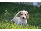 Beagle Puppy for sale in Kirksville, MO, USA