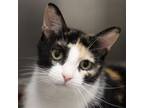 Adopt Winry a Domestic Short Hair