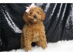 Cavapoo Puppy for sale in Fort Wayne, IN, USA