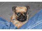 Brussels Griffon Puppy for sale in Kansas City, MO, USA
