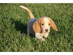 Beagle Puppy for sale in Kirksville, MO, USA