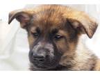 German Shepherd Dog Puppy for sale in Greensboro, NC, USA