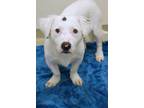 Adopt Flossie a Mixed Breed
