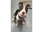 Adopt COOTIES a Pit Bull Terrier