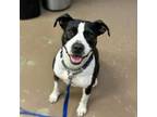 Adopt Lally a Pit Bull Terrier, Mixed Breed