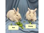 Adopt Penny a Bunny Rabbit