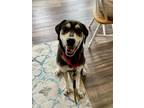 Adopt Mavis a Shepherd