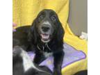 Adopt Sweetheart - Calm and quiet a English Springer Spaniel, Mixed Breed