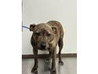Adopt Marge a Mixed Breed