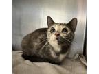 Adopt Callie: Rodent Responder, Adoption Fees Waived! a Domestic Short Hair