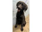 Adopt Suki -NOT AVAILABLE UNTIL 5/28/24 a Labrador Retriever, Mixed Breed