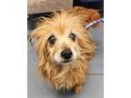 Adopt Smidgen NOT AVAILABLE UNTIL 5/29 a Yorkshire Terrier, Mixed Breed